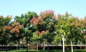 風景園林綠化施工管理及養護技術探析