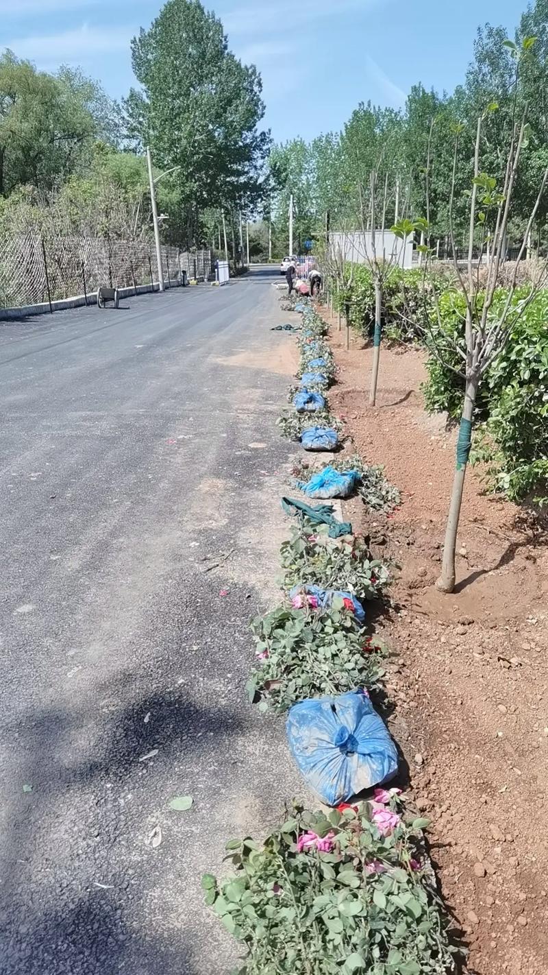 進村路美化綠化工程與后續養護管理策略